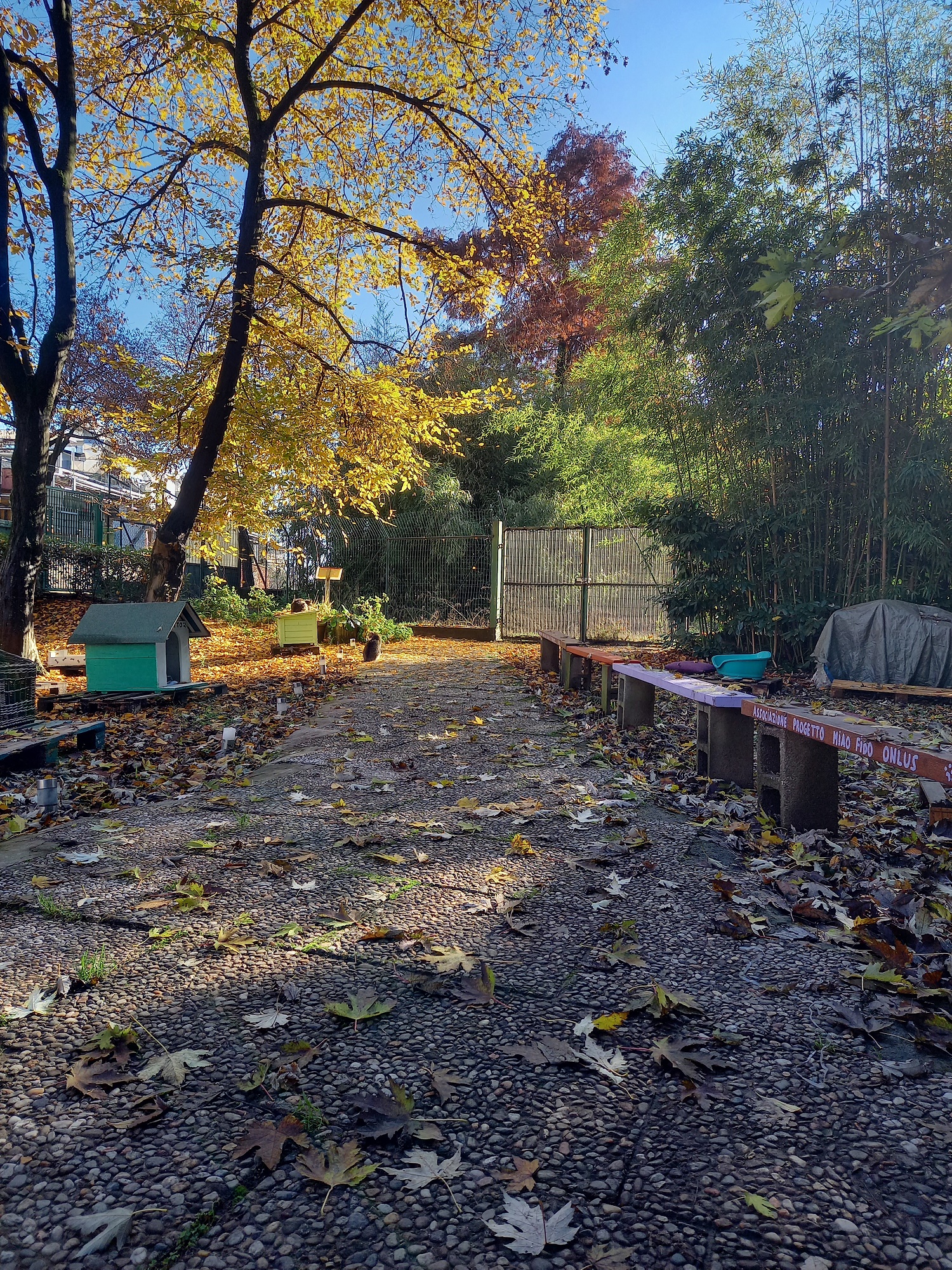 oasi felina, trecate, verde, gatti