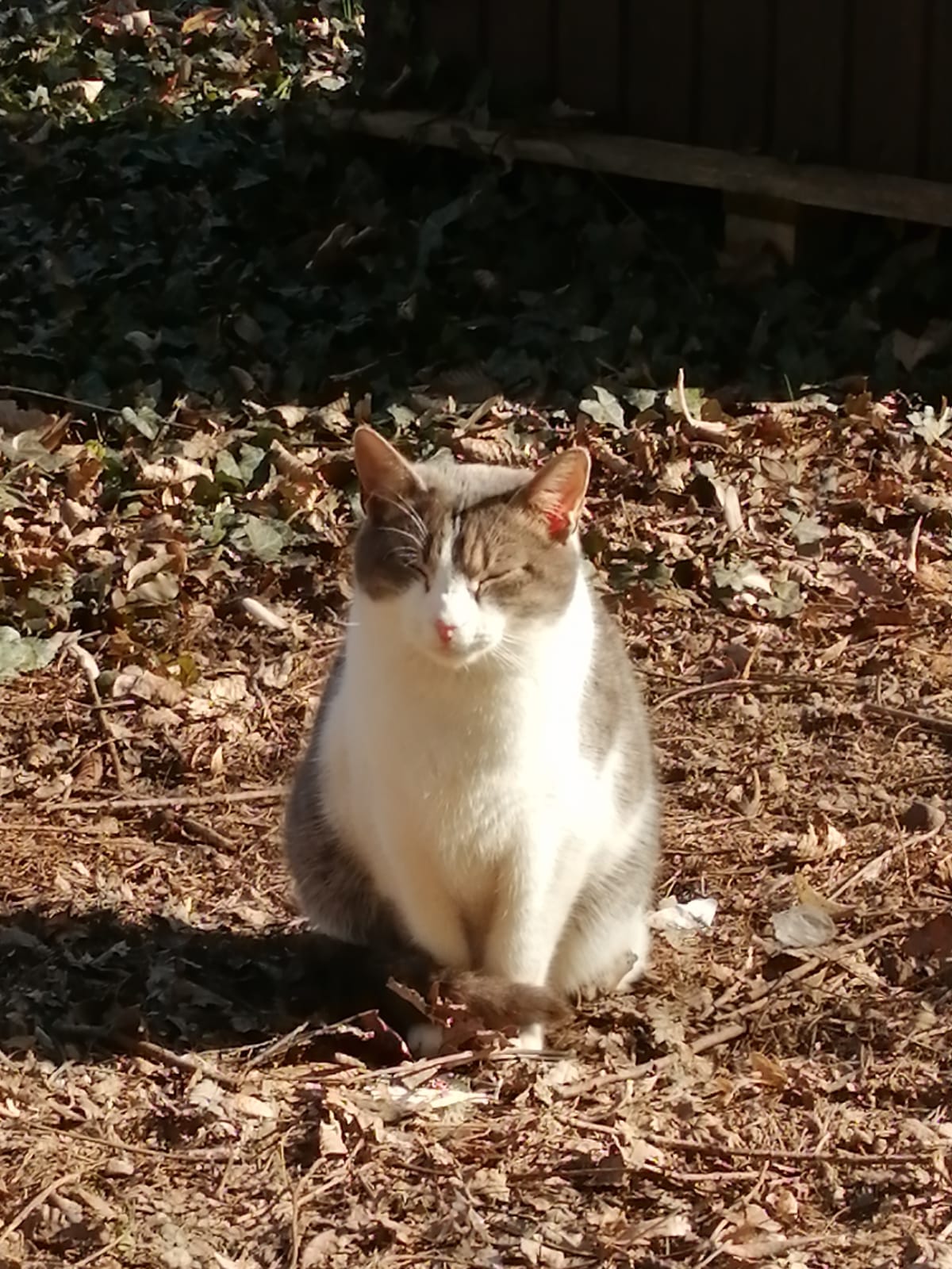 gatti, oasi felina, trecate, natura