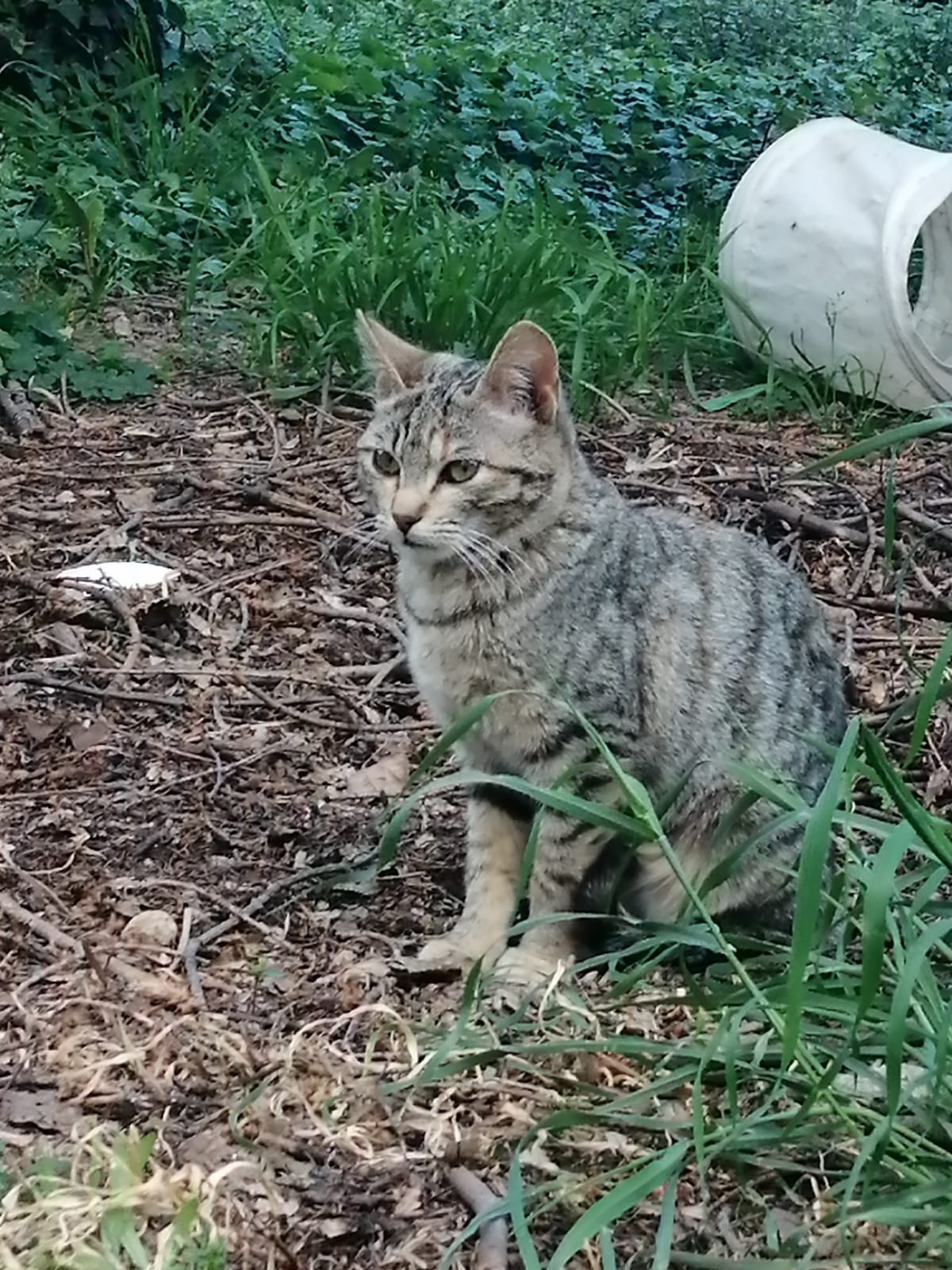 oasi felina, trecate, natura, gatti