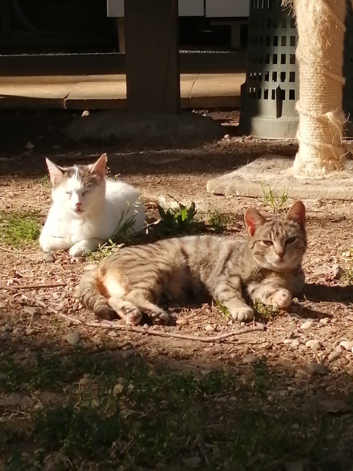 oasi felina, trecate, gatti, natura, verde