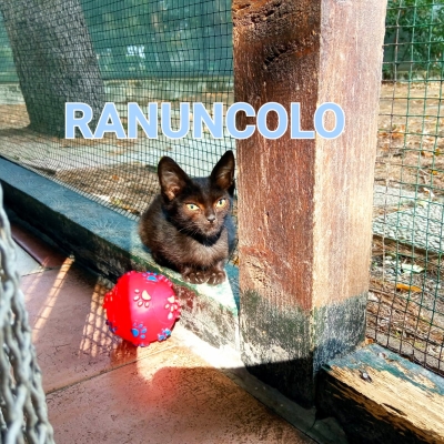 2022-09 Ranuncolo